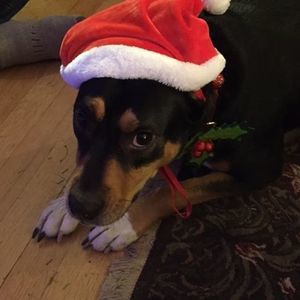 Meet your Posher, Robert